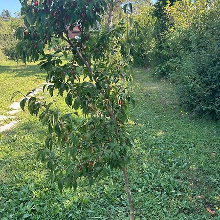 וינה Vacationhome In The Vineyards מראה חיצוני תמונה