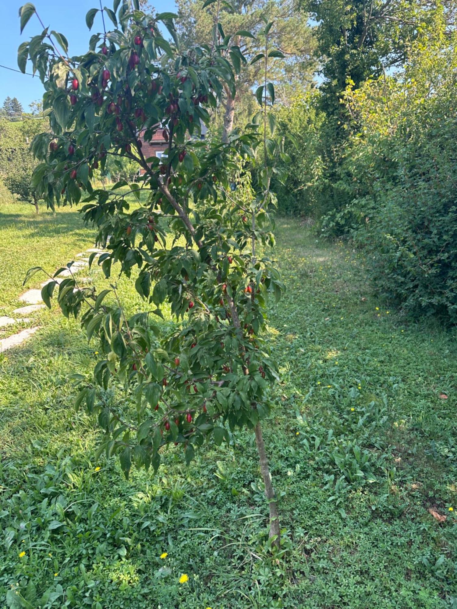 וינה Vacationhome In The Vineyards מראה חיצוני תמונה